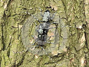 Mating longhorn beetle